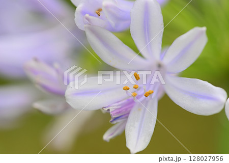 アガパンサス アガパンサス 128027956