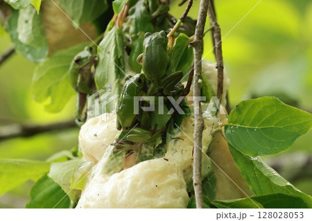 高原にある池の周りの木に産み付けられたモリアオガエルの卵と親ガエル 128028053