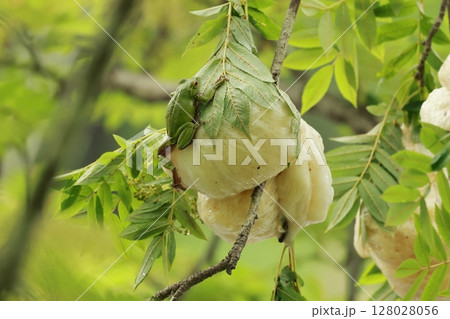 高原にある池の周りの木に産み付けられたモリアオガエルの卵と親ガエル 高原にある池の周りの木に産み付けられたモリアオガエルの卵と親ガエル 128028056