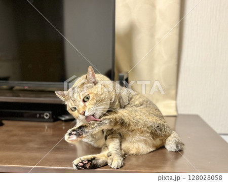 テレビ前で脚を舐めるキジ猫 テレビ前で脚を舐めるキジ猫 128028058