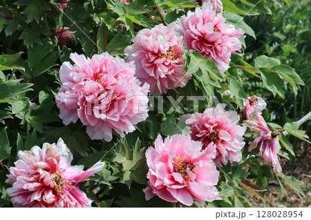満開の牡丹の花 満開の牡丹の花 128028954