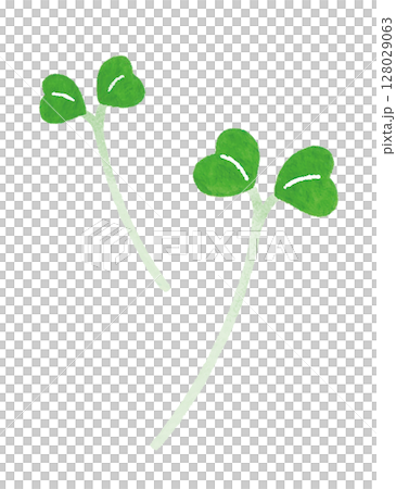 ブロッコリースプラウト　かいわれ大根　双葉　イラスト 128029063