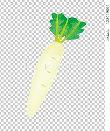 Radish, daikon, radish with leaves, vegetable illustration 128029066