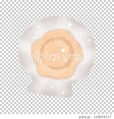 Scallops, scallop shells, scallops with shells, illustration Scallops, scallop shells, scallops with shells, illustration 128029117