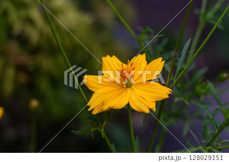 Vibrant Yellow Flower Blossom Detail with Green Leaves in Nature 128029151
