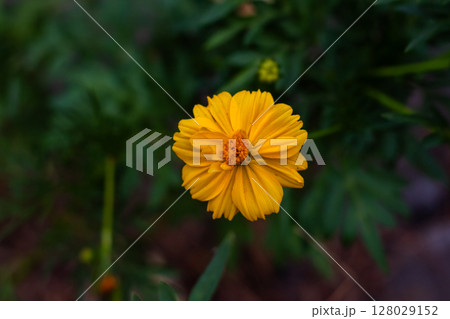 Vibrant Yellow Flower Blossom Detail with Green Leaves in Nature 128029152