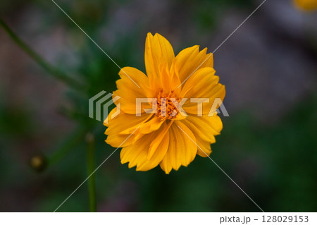 Vibrant Yellow Flower Blossom Detail with Green Leaves in Nature 128029153