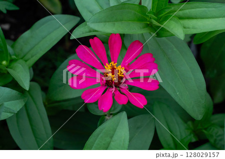 Close-up vibrant pink zinnia flower blooming in a green garden setting 128029157