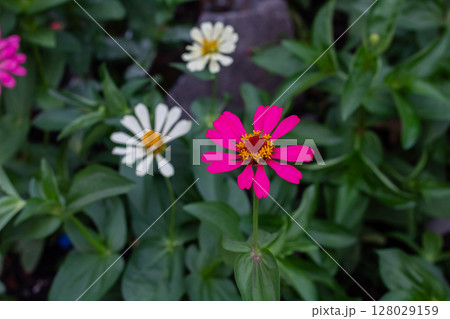 Close-up view of a beautiful fuchsia Zinnia elegans flower head 128029159