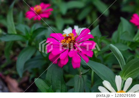 Close-up view of a beautiful fuchsia Zinnia elegans flower head Close-up view of a beautiful fuchsia Zinnia elegans flower head 128029160