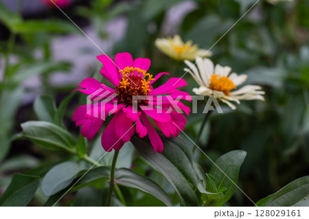 Close-up view of a beautiful fuchsia Zinnia elegans flower head 128029161