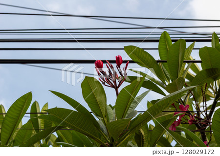 Overhead Power Lines Cross Through Lush Tropical Trees Against Blue Sky Overhead Power Lines Cross Through Lush Tropical Trees Against Blue Sky 128029172
