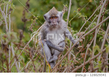 Close-up portrait of a wild monkey with intense orange eyes sitting in a bush. 128029341