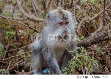Close-up portrait of a long-tailed macaque monkey sitting in dense foliage. 128029342