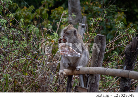 Wild Macaque Monkey Sitting on Wooden Fence Eating Discarded Plastic Trash Bag 128029349