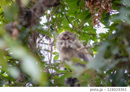 Curious Monkey Portrait Sitting in Tree with Green Leaves 128029361