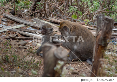 Two Macaque Monkeys Grooming Each Other in Natural Habitat Clearing 128029367