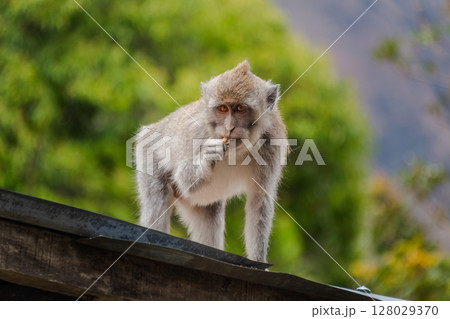 Curious monkey photographed up close on a rooftop with a blurry green natural background. Curious monkey photographed up close on a rooftop with a blurry green natural background. 128029370