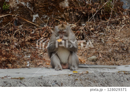 Cute macaque monkey sitting and eating a small piece of orange fruit 128029371