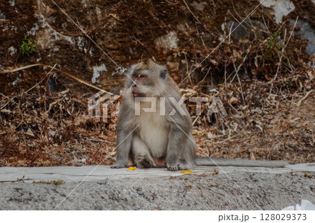 Long-tailed macaque monkey resting outdoors in its natural habitat environment Long-tailed macaque monkey resting outdoors in its natural habitat environment 128029373