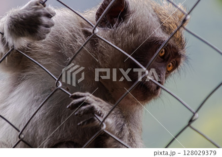 Close-up portrait of a monkey looking through wire fence with blurred background. 128029379