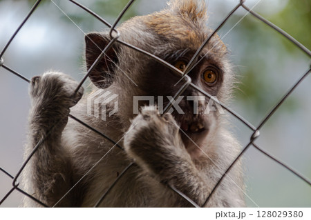 Close-up portrait of a monkey looking through wire fence with blurred background. Close-up portrait of a monkey looking through wire fence with blurred background. 128029380