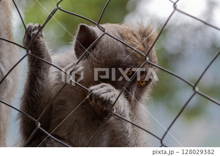 Close-up portrait of a monkey looking through wire fence with blurred background. Close-up portrait of a monkey looking through wire fence with blurred background. 128029382