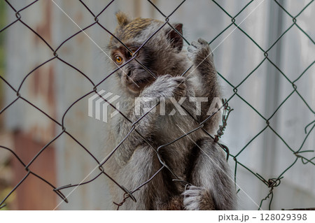 Close-up portrait of a monkey with expressive eyes looking through a chain link fence. 128029398