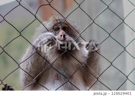 Close-up portrait of a monkey with expressive eyes looking through a chain link fence. Close-up portrait of a monkey with expressive eyes looking through a chain link fence. 128029401