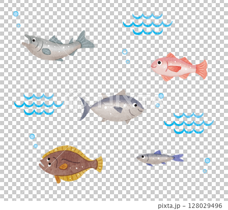 魚のイラストセット　マグロ　サケ　のどくろ　ヒラメ　イワシ 128029496