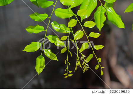 Vibrant green leaves illuminated by sunlight on a tree branch detail Vibrant green leaves illuminated by sunlight on a tree branch detail 128029629