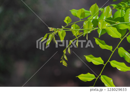 Vibrant green leaves illuminated by sunlight on a tree branch detail Vibrant green leaves illuminated by sunlight on a tree branch detail 128029633