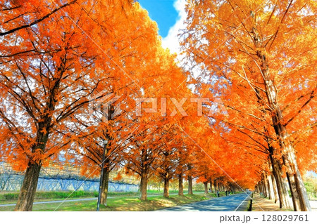 【滋賀県】マキノピックランドのメタセコイア並木の紅葉 【滋賀県】マキノピックランドのメタセコイア並木の紅葉 128029761