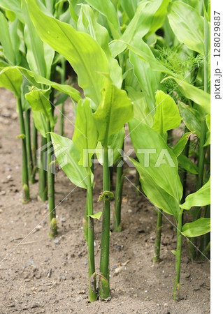 ミョウガの葉 ミョウガの葉 128029887