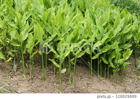 ミョウガの葉 ミョウガの葉 128029889