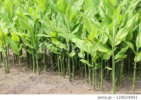 ミョウガの葉 128029891