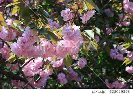 クローズアップ撮影した八重桜の花 128029898