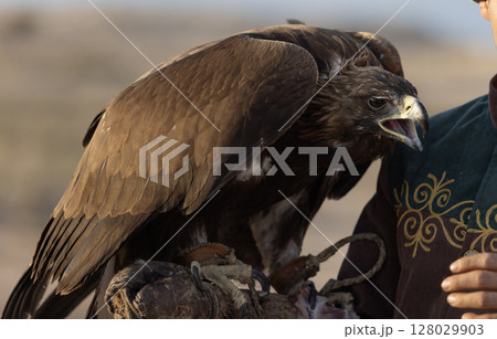 a trained golden eagle as a falconry, is holden by owner 128029903