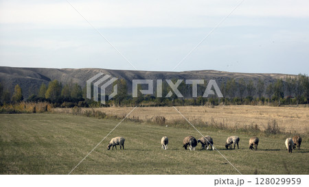 sheeps walk through the wide meadow in kyrgyzstan with the tian shan mountain range background sheeps walk through the wide meadow in kyrgyzstan with the tian shan mountain range background 128029959