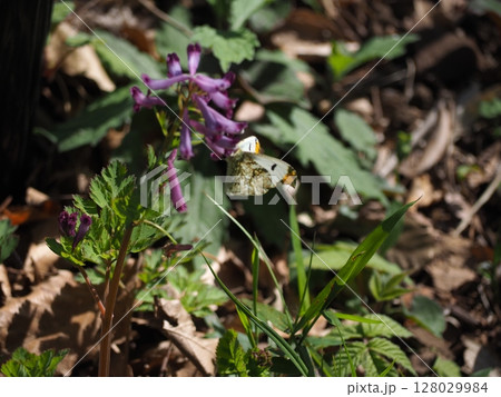 ツマキチョウ 128029984