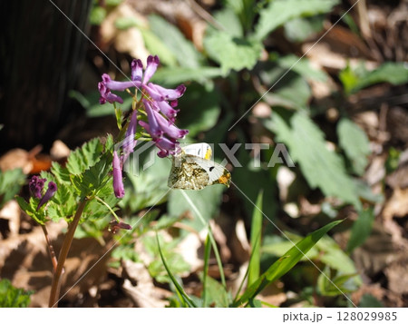 ツマキチョウ 128029985