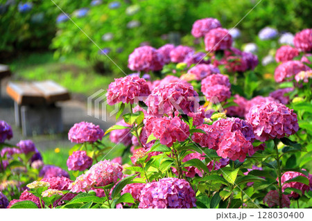 紫陽花 128030400
