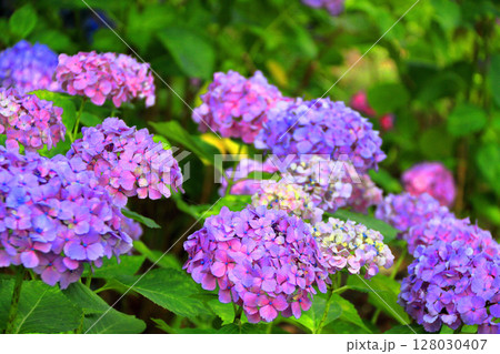 紫陽花 紫陽花 128030407