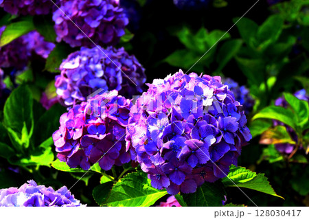 紫陽花 128030417