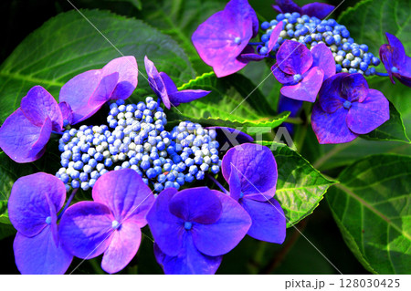 紫陽花 128030425