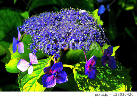 紫陽花 紫陽花 128030426