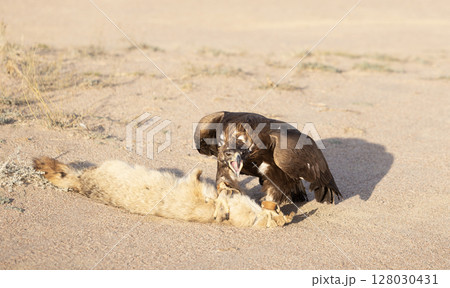 golden eagle hunt down the fox during the falconry 128030431