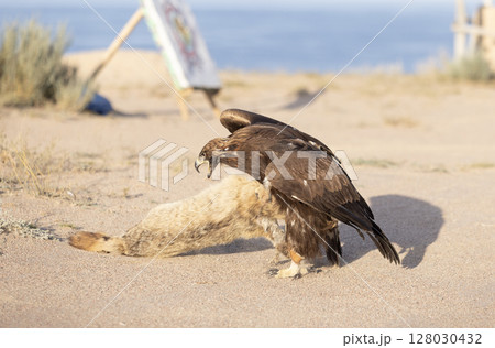 golden eagle hunt down the fox during the falconry 128030432
