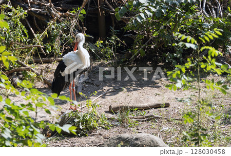 Stork bird in the forest or park 128030458