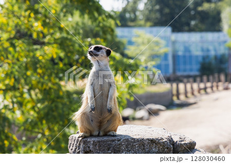 Meerkat or suricate sits on its hind legs and looks into the distance 128030460